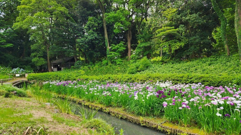 清澄庭園の花菖蒲｜菖蒲田の場所と花の見頃と見どころは？