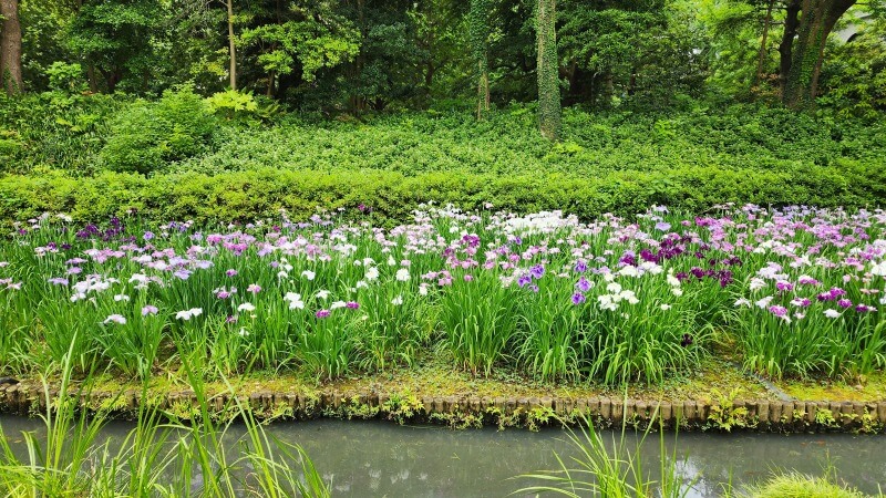 清澄庭園の花菖蒲｜菖蒲田の場所と花の見頃と見どころは？