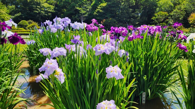 皇居東御苑の花菖蒲｜菖蒲田の場所と花の見頃・見どころは？