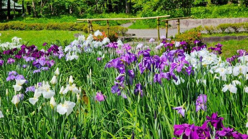 皇居東御苑の花菖蒲｜菖蒲田の場所と花の見頃・見どころは？