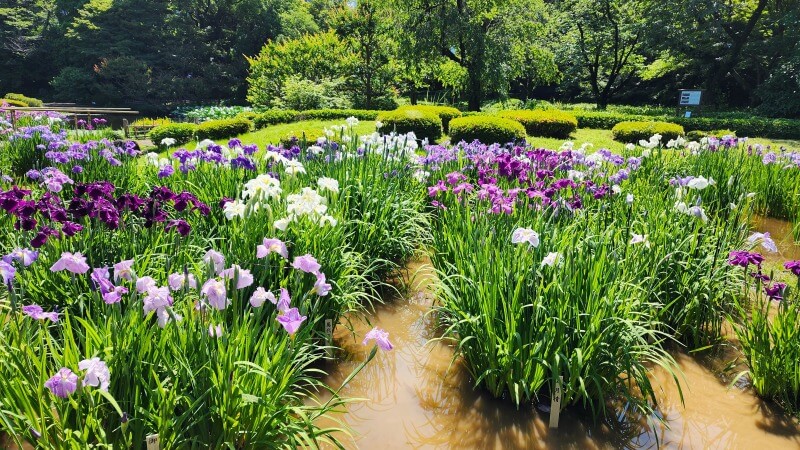 皇居東御苑の花菖蒲｜菖蒲田の場所と花の見頃・見どころは？