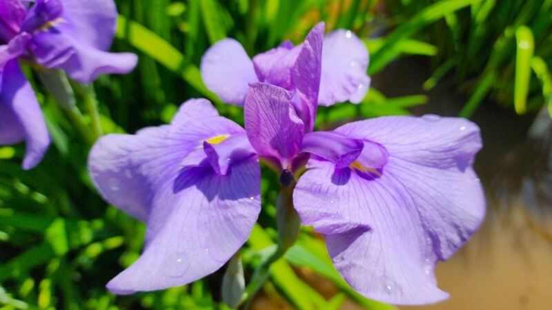 皇居東御苑の花菖蒲｜菖蒲田の場所と花の見頃・見どころは？