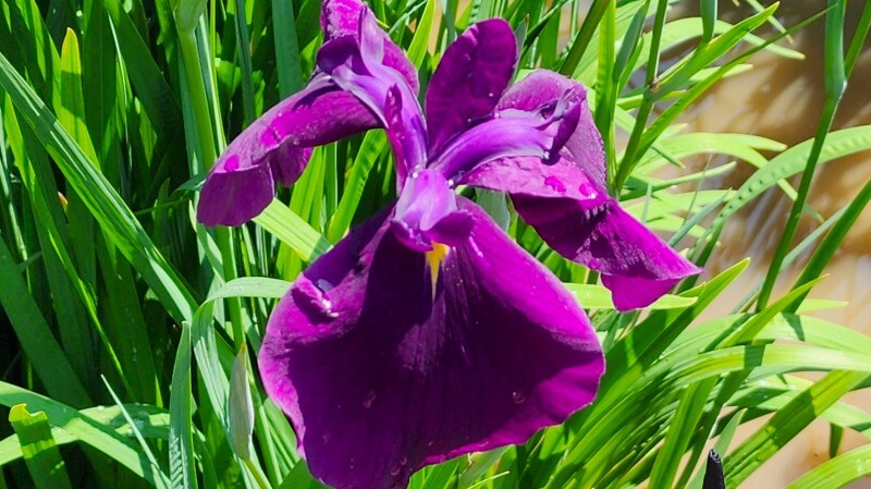 皇居東御苑の花菖蒲｜菖蒲田の場所と花の見頃・見どころは？