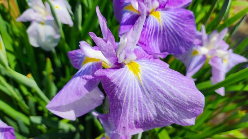 皇居東御苑の花菖蒲｜菖蒲田の場所と花の見頃・見どころは？