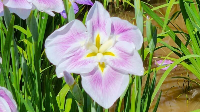 皇居東御苑の花菖蒲｜菖蒲田の場所と花の見頃・見どころは？