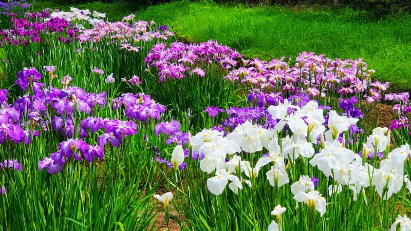 東京の花菖蒲の名所やおすすめスポット｜見頃や見どころを紹介