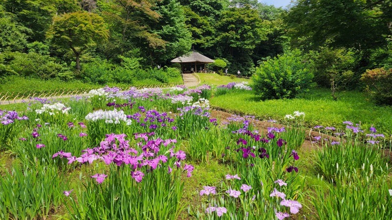 東京の花菖蒲の名所やおすすめスポット｜見頃や見どころを紹介