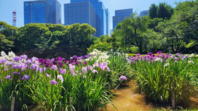 東京の花菖蒲の名所やおすすめスポット｜見頃や見どころを紹介