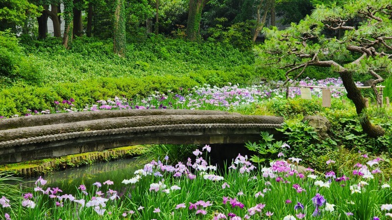 東京の花菖蒲の名所やおすすめスポット｜見頃や見どころを紹介