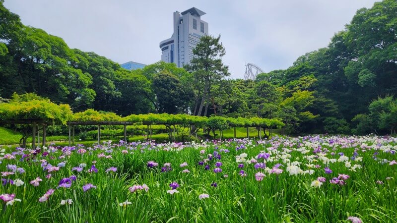 東京の花菖蒲の名所やおすすめスポット｜見頃や見どころを紹介