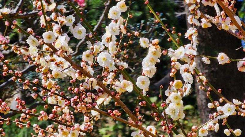 芝公園の梅の花｜梅園「銀世界」の場所、見頃・見どころは？