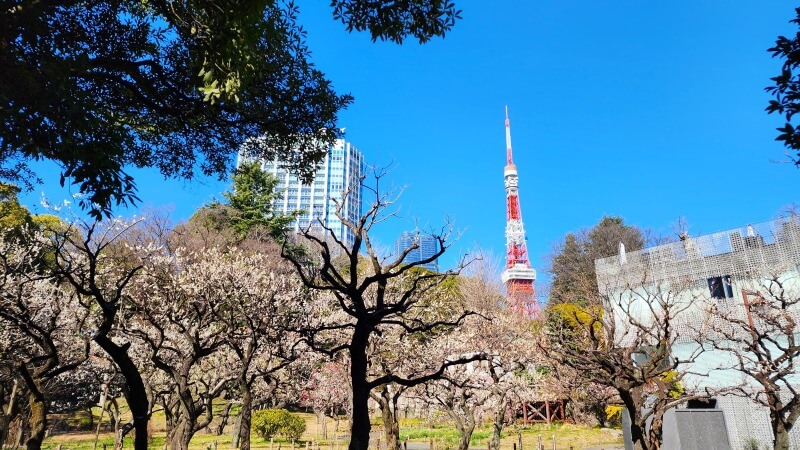 芝公園の梅の花｜梅園「銀世界」の場所、見頃・見どころは？