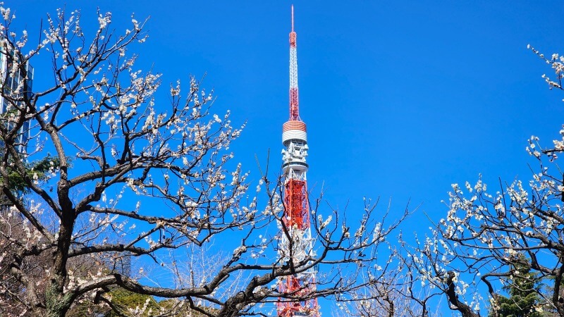 芝公園の梅の花｜梅園「銀世界」の場所、見頃・見どころは？