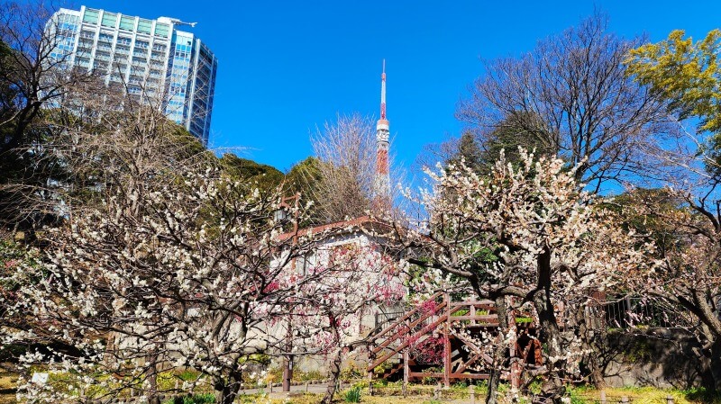 芝公園の梅の花｜梅園「銀世界」の場所、見頃・見どころは？