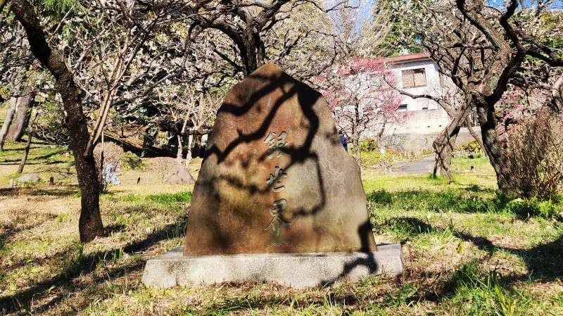 芝公園の梅の花｜梅園「銀世界」の場所、見頃・見どころは？