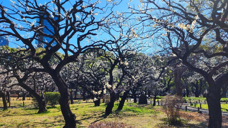 芝公園の梅の花｜梅園「銀世界」の場所、見頃・見どころは？