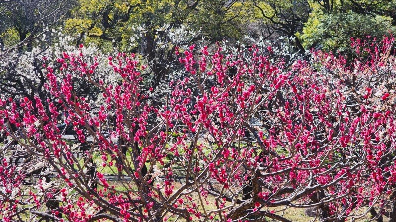 芝公園の梅の花｜梅園「銀世界」の場所、見頃・見どころは？