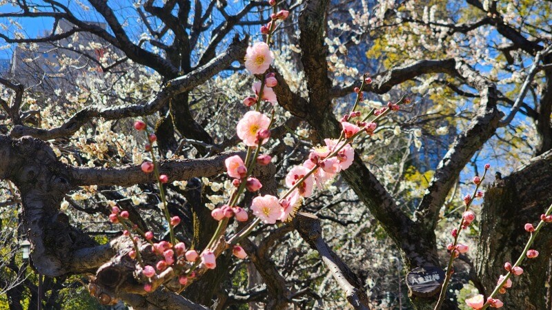 芝公園の梅の花｜梅園「銀世界」の場所、見頃・見どころは？