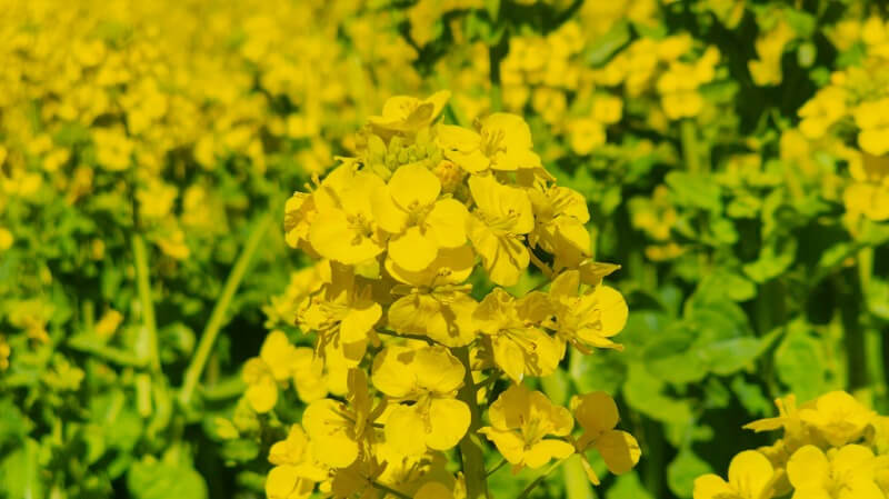 浜離宮恩賜庭園のお花畑に咲く約30万株の菜の花｜見頃と見どころは？