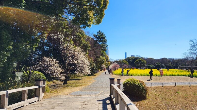 浜離宮恩賜庭園のお花畑に咲く約30万株の菜の花｜見頃と見どころは？