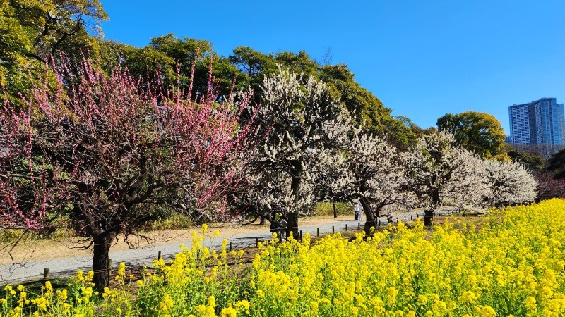 浜離宮恩賜庭園のお花畑に咲く約30万株の菜の花｜見頃と見どころは？