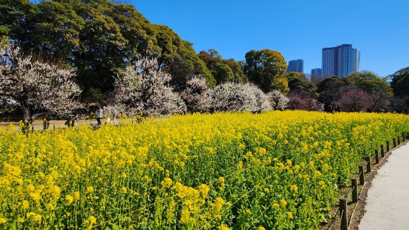 浜離宮恩賜庭園のお花畑に咲く約30万株の菜の花｜見頃と見どころは？