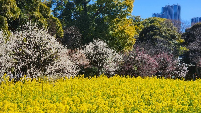 浜離宮恩賜庭園のお花畑に咲く約30万株の菜の花｜見頃と見どころは？