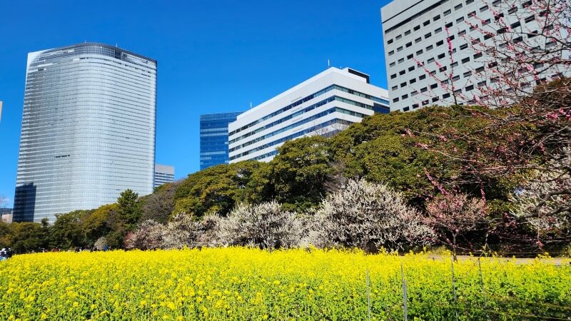 浜離宮恩賜庭園のお花畑に咲く約30万株の菜の花｜見頃と見どころは？