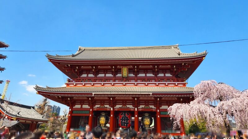 浅草の浅草寺のしだれ桜(花見)｜宝蔵門と五重塔とのコラボが最高。