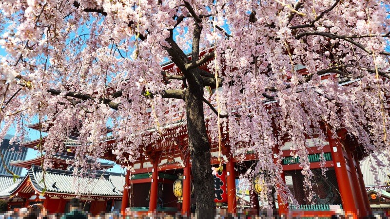 浅草の浅草寺のしだれ桜(花見)｜宝蔵門と五重塔とのコラボが最高。