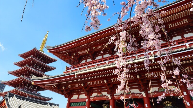 浅草の浅草寺のしだれ桜(花見)｜宝蔵門と五重塔とのコラボが最高。