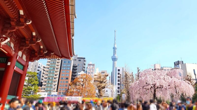 浅草の浅草寺のしだれ桜(花見)｜宝蔵門と五重塔とのコラボが最高。