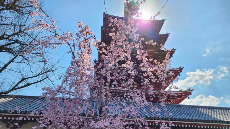 浅草の浅草寺のしだれ桜(花見)｜宝蔵門と五重塔とのコラボが最高。