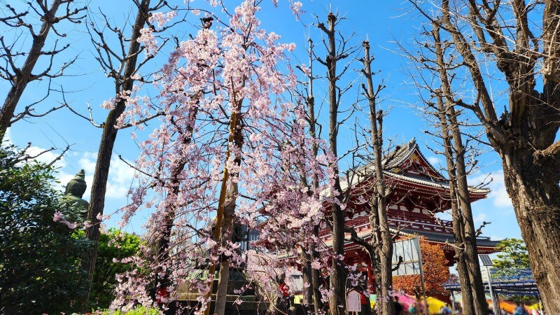 浅草の浅草寺のしだれ桜(花見)｜宝蔵門と五重塔とのコラボが最高。