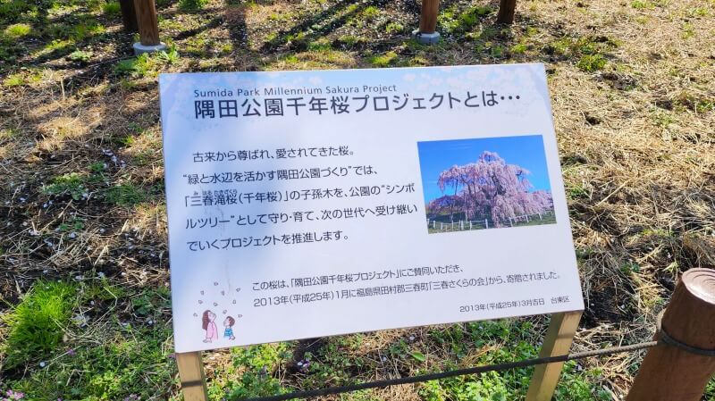 隅田公園のしだれ桜(千年桜)｜日本三大桜の一つ三春滝桜の子孫木