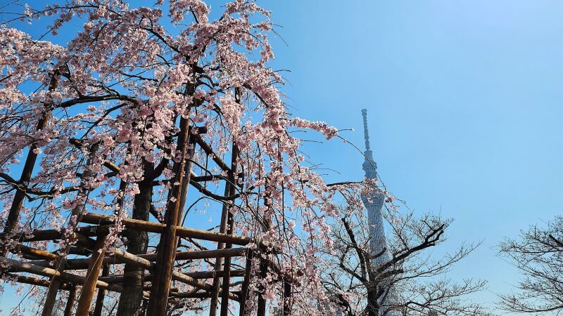 隅田公園のしだれ桜(千年桜)｜日本三大桜の一つ三春滝桜の子孫木