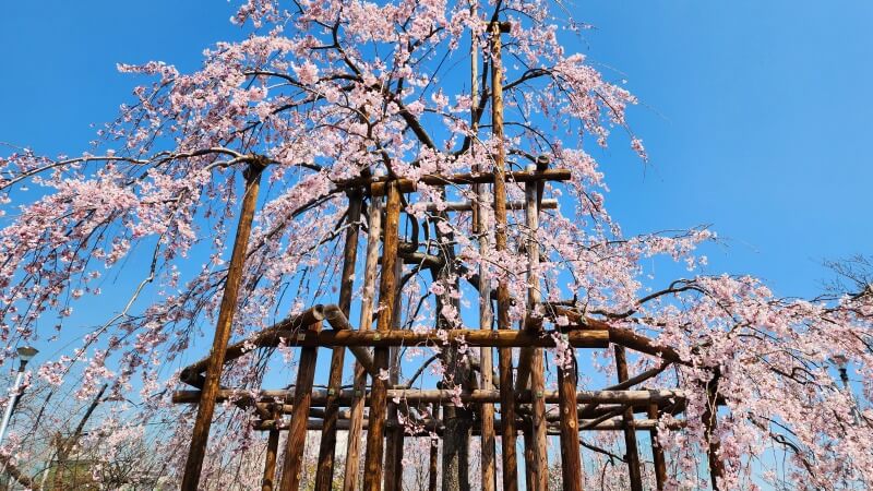 隅田公園のしだれ桜(千年桜)｜日本三大桜の一つ三春滝桜の子孫木