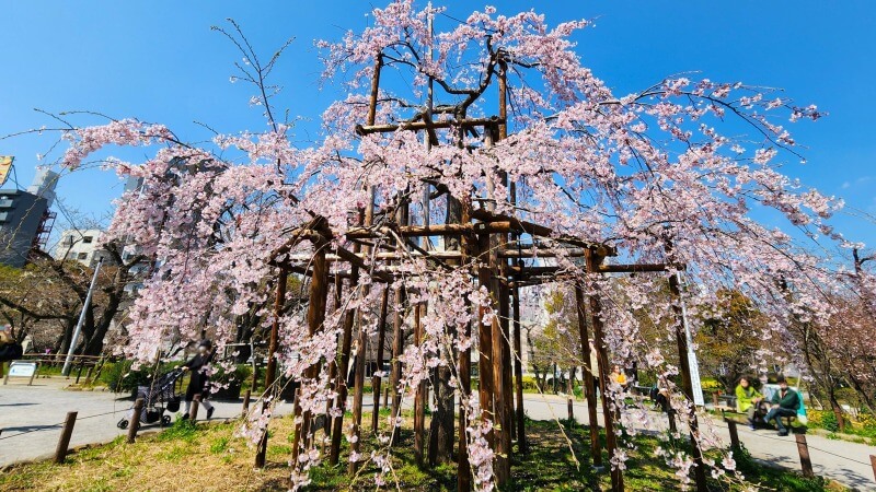 隅田公園のしだれ桜(千年桜)｜日本三大桜の一つ三春滝桜の子孫木