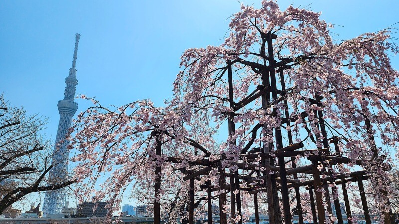 隅田公園のしだれ桜(千年桜)｜日本三大桜の一つ三春滝桜の子孫木