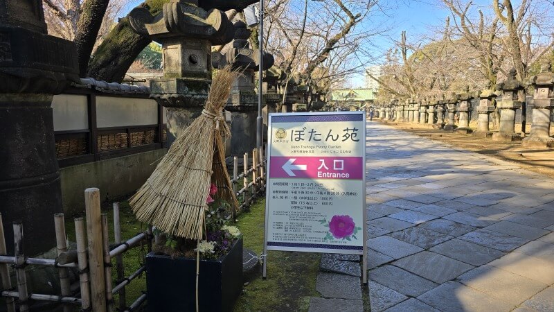 上野東照宮のぼたん苑の冬ぼたん｜1月～2月に見ごろを迎える寒牡丹