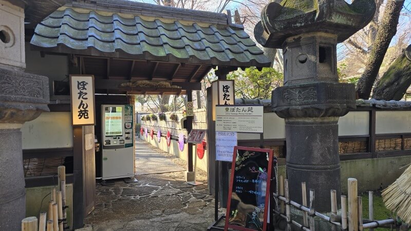 上野東照宮のぼたん苑の冬ぼたん｜1月～2月に見ごろを迎える寒牡丹