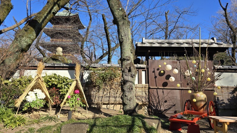 上野東照宮のぼたん苑の冬ぼたん｜1月～2月に見ごろを迎える寒牡丹