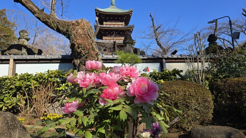 上野東照宮のぼたん苑の冬ぼたん｜1月～2月に見ごろを迎える寒牡丹