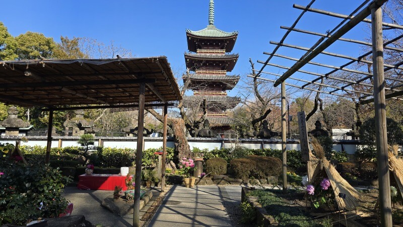 上野東照宮のぼたん苑の冬ぼたん｜1月～2月に見ごろを迎える寒牡丹