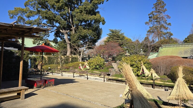 上野東照宮のぼたん苑の冬ぼたん｜1月～2月に見ごろを迎える寒牡丹