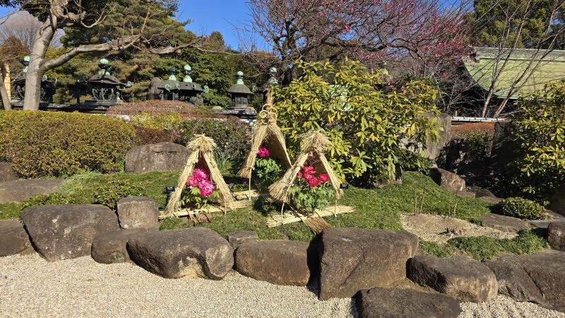 上野東照宮のぼたん苑の冬ぼたん｜1月～2月に見ごろを迎える寒牡丹