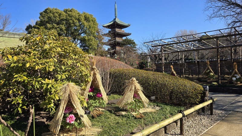 上野東照宮のぼたん苑の冬ぼたん｜1月～2月に見ごろを迎える寒牡丹