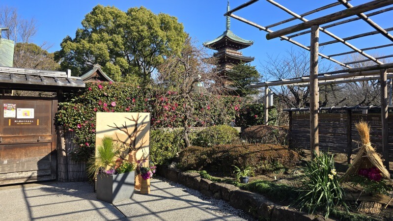 上野東照宮のぼたん苑の冬ぼたん｜1月～2月に見ごろを迎える寒牡丹