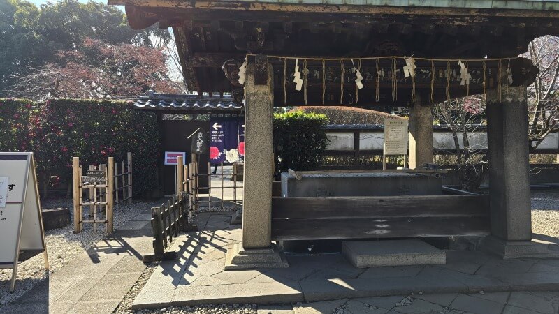 上野東照宮のぼたん苑の冬ぼたん｜1月～2月に見ごろを迎える寒牡丹