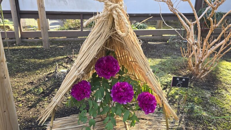 上野東照宮のぼたん苑の冬ぼたん｜1月～2月に見ごろを迎える寒牡丹